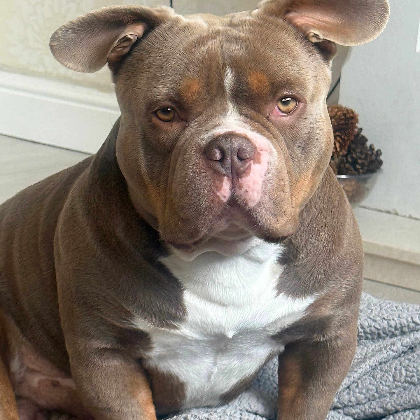 Tank joined the competition — help win amazing prizes! animal, blanket, brown_fur, canine, closeup, companion, cozy, dog, domestic, ears, expression, floor, fur_texture, indoor, looking_at_camera, pet, portrait, resting, sitting, white_fur