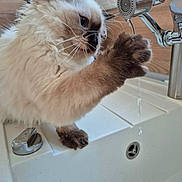 Amy a rejoint le concours — aidez-le/la à gagner de superbes lots ! cat, fluffy, paw, water, faucet, sink, curious, indoor, pet, animal, dripping, closeup, white, brown, clean, playing, domestic, feline, whiskers, window