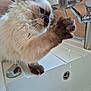 cat, fluffy, paw, water, faucet, sink, curious, indoor, pet, animal, dripping, closeup, white, brown, clean, playing, domestic, feline, whiskers, window