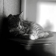 Arlo is registered to the contest to win money with this photo: cat, kitten, tabby, animal, pet, indoor, black_and_white, light, shadow, texture, paws, fur, relaxing, curious, face, whiskers, collar, closeup, soft_light, resting