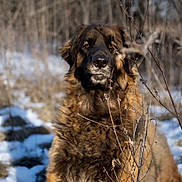 Liebe is registered to the contest to win money with this photo: dog, animal, outdoor, snow, winter, fur, nature, canine, pet, portrait, brown_fur, wildlife, forest, branch, daylight, mammal, looking, closeup, cold, season