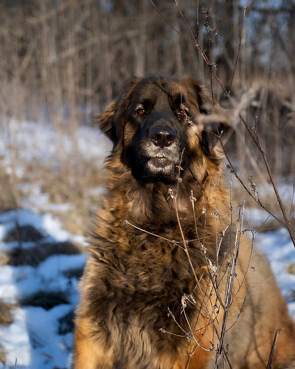 Liebe is registered to the contest to win money with this photo: dog, animal, outdoor, snow, winter, fur, nature, canine, pet, portrait, brown_fur, wildlife, forest, branch, daylight, mammal, looking, closeup, cold, season