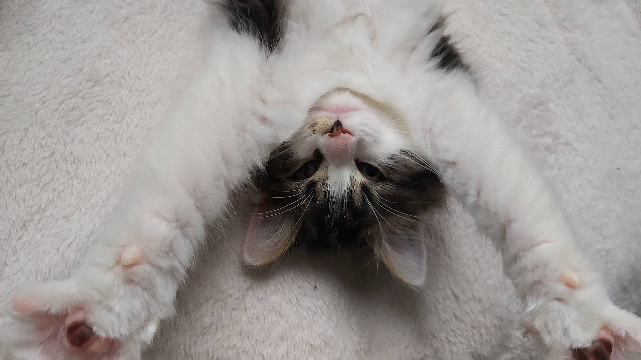 Tigris participe au concours pour gagner de l'argent avec cette photo : carnivore, cat, claw, close_up, comfort, domestic_short_haired_cat, eye, fang, felidae, foot, fur, grey, nap, paw, small_to_medium_sized_cats, snout, tail, terrestrial_animal, whiskers, yawn