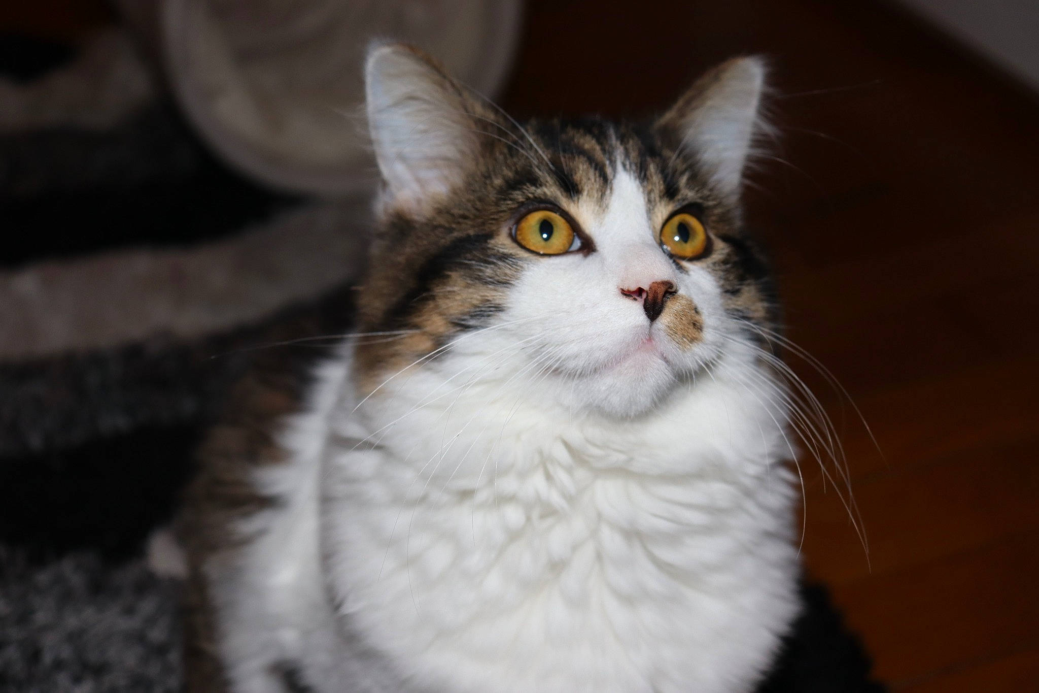 Tigris participe au concours pour gagner de l'argent avec cette photo : carnivore, cat, domestic_short_haired_cat, eye, felidae, fur, paw, small_to_medium_sized_cats, snout, tail, terrestrial_animal, tree, whiskers