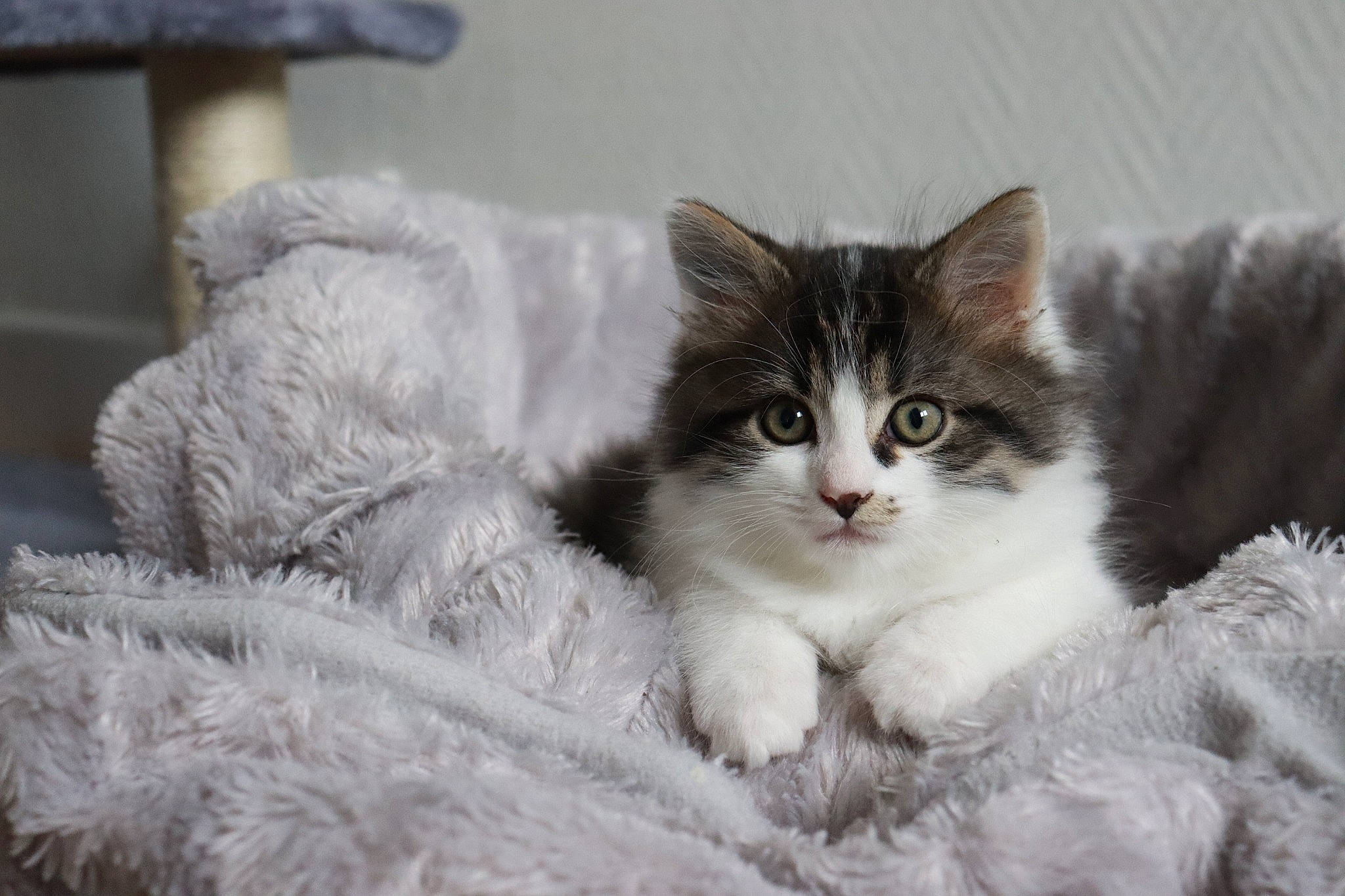 Tigris participe au concours pour gagner de l'argent avec cette photo : carnivore, cat, claw, comfort, domestic_short_haired_cat, event, felidae, fur, iris, monochrome_photography, paw, small_to_medium_sized_cats, snout, whiskers, window, winter