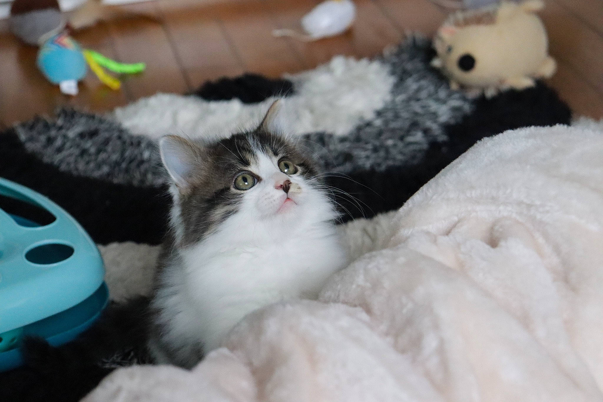 Tigris participe au concours pour gagner de l'argent avec cette photo : carnivore, cat, claw, comfort, domestic_short_haired_cat, felidae, fur, paw, small_to_medium_sized_cats, stuffed_toy, tail, toy, whiskers