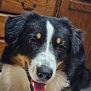 Stan a rejoint le concours — aidez-le/la à gagner de superbes lots ! dog, canine, pet, smiling, happy, black_and_white, tan_markings, fur, tongue, teeth, face, ears, indoor, wooden_cabinet, animal, close_up, cute, friendly, companion, domestic