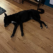 Colt a rejoint le concours — aidez-le/la à gagner de superbes lots ! dog, black_dog, lying_down, wooden_floor, gaming_consoles, controllers, shelf, living_room, indoor, electronics, relaxing, pet, sleeping, floor, home, toy_car, decor, quiet, leisure, animal