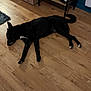 dog, black_dog, lying_down, wooden_floor, gaming_consoles, controllers, shelf, living_room, indoor, electronics, relaxing, pet, sleeping, floor, home, toy_car, decor, quiet, leisure, animal