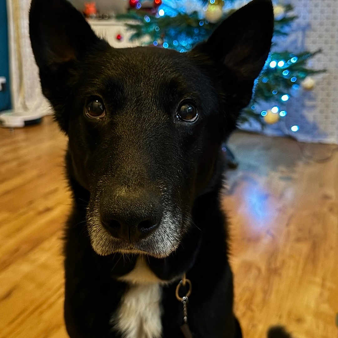 Colt a rejoint le concours — aidez-le/la à gagner de superbes lots ! attentive, background, black_dog, blurred_background, christmas_tree, collar, cute, dog, ears, festive, holiday_decorations, home, indoor, lights, ornaments, pet, sitting, tail, white_patch, wooden_floor