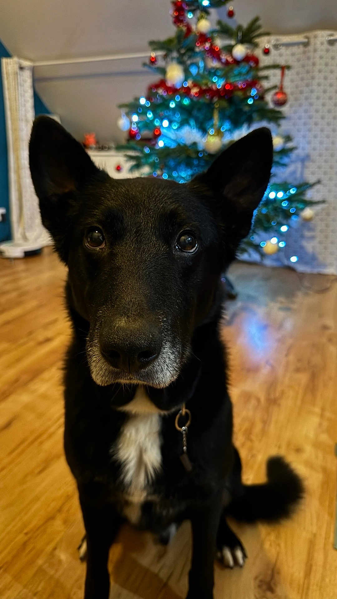 Colt a rejoint le concours — aidez-le/la à gagner de superbes lots ! dog, black_dog, white_patch, pet, indoor, christmas_tree, holiday_decorations, ornaments, lights, wooden_floor, attentive, sitting, tail, ears, collar, festive, background, blurred_background, home, cute