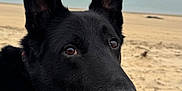 Colt participe au concours pour gagner de l'argent avec cette photo : dog, german_shepherd, black_dog, beach, sand, leash, harness, outdoor, animal, pet, canine, closeup, portrait, sea, water, nature, curious, ears, muzzle, foggy