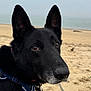 dog, german_shepherd, black_dog, beach, sand, leash, harness, outdoor, animal, pet, canine, closeup, portrait, sea, water, nature, curious, ears, muzzle, foggy