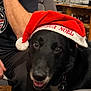 Colt a rejoint le concours — aidez-le/la à gagner de superbes lots ! dog, black_dog, santa_hat, holiday, indoor, person, arm, watch, dartboard, table, glassware, chair, festive, smiling, pet, collar, fur, cozy, holiday_decor, celebration