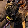 Zara is registered to the contest to win money with this photo: dog, tennis_ball, playing, indoor, couch, basket, wood_paneling, pet, animal, rope, brown_fur, ears, tongue, mouth, paw, floor, collar, excited, face, living_room