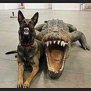 Zara is registered to the contest to win money with this photo: dog, crocodile, animal, indoor, floor, teeth, open_mouth, playful, sculpture, pet, mimicry, posing, brown_dog, canine, reptile_model, funny, companion, domestic_animal, mock_aggression, indoor_lighting