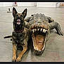 dog, crocodile, animal, indoor, floor, teeth, open_mouth, playful, sculpture, pet, mimicry, posing, brown_dog, canine, reptile_model, funny, companion, domestic_animal, mock_aggression, indoor_lighting