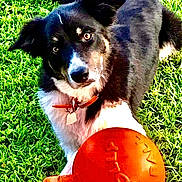 Gunner joined the competition — help win amazing prizes! dog, grass, ball, toy, black_and_white, collar, outdoor, pet, playful, animal, canine, fur, paw, park, daylight, fetch, cute, looking, pet_toy, collar_tag