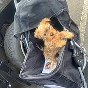 Kairo Symba joined the competition — help win amazing prizes! puppy, dog, stroller, blanket, donut, cute, pet, animal, fur, outdoor, wheel, car, tire, black, mesh, zipper, small, tongue, curious, canine
