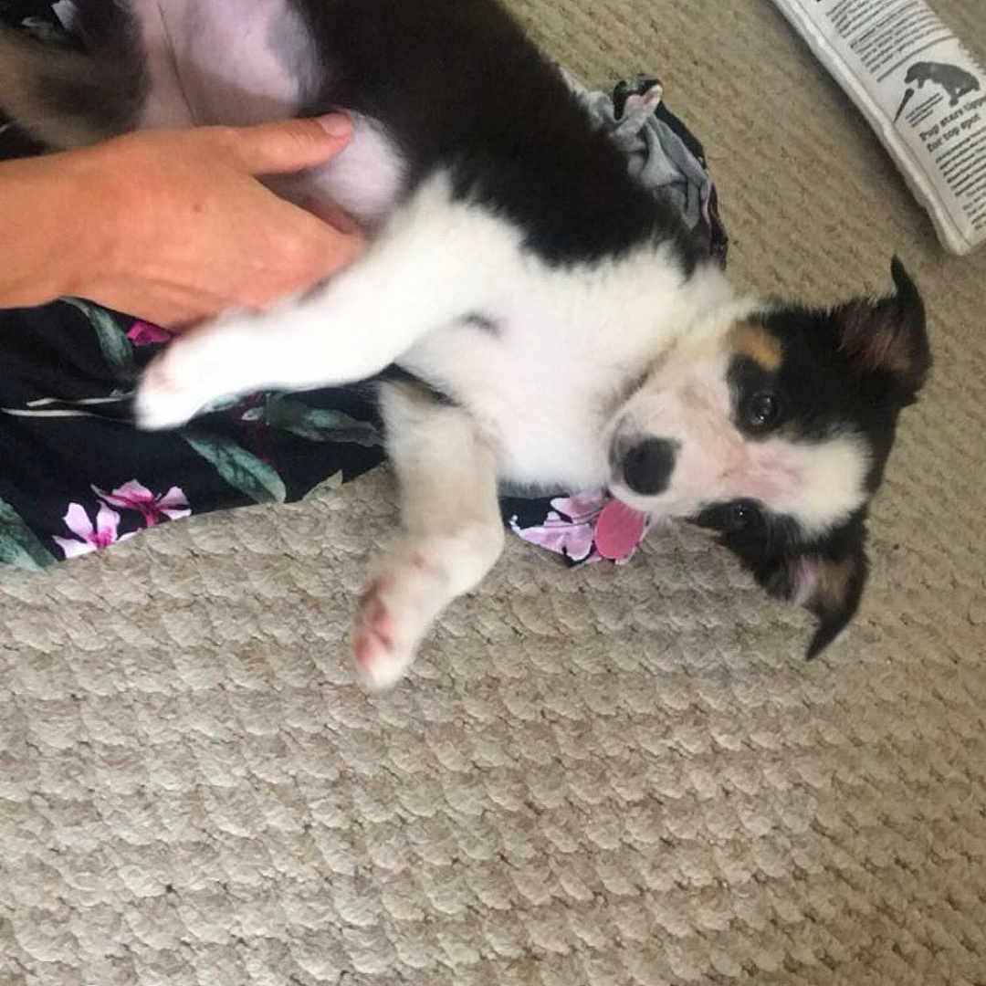 Poppy is registered to the contest to win money with this photo: animal, belly_rub, black, brown, carpet, cute, dog, domestic, fur, hand, indoor, lying_down, newspaper, paw, pet, playing, puppy, relaxing, toy, white