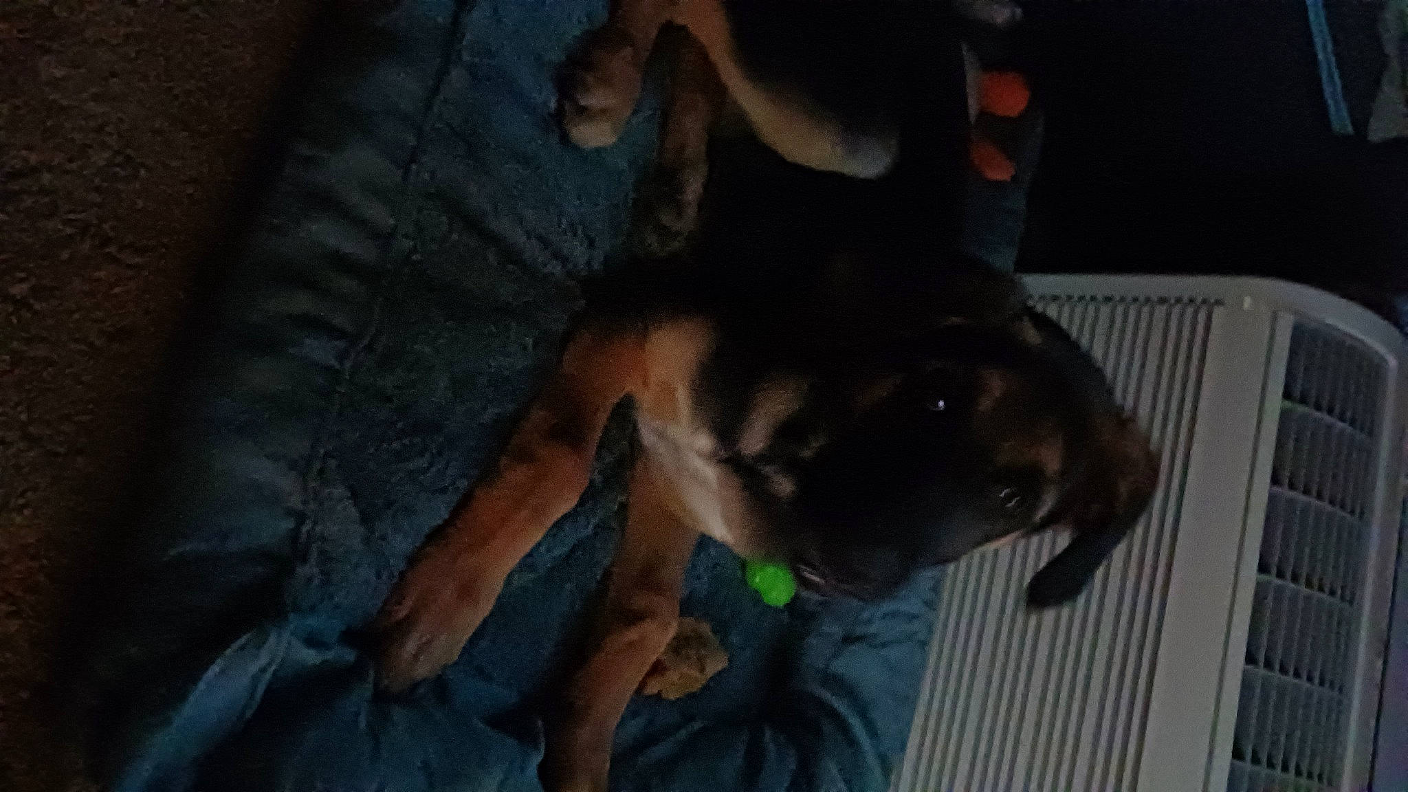 Archie is registered to the contest to win money with this photo: canidae, carnivore, chest, companion_dog, darkness, dog, dog_breed, elbow, fawn, felidae, fun, fur, gesture, guard_dog, human_leg, sporting_group, sunglasses, thigh, tree, whiskers