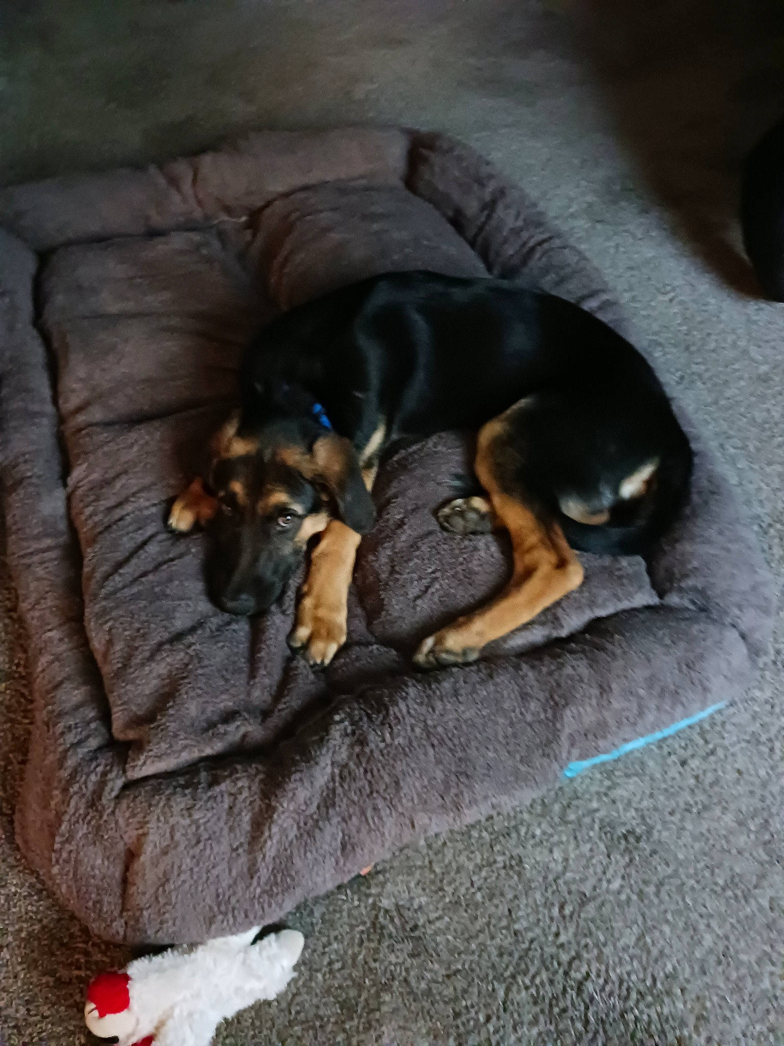 Archie joined the competition — help win amazing prizes! carnivore, comfort, companion_dog, dog, dog_breed, grey, guard_dog, nap, paw, pinscher, scent_hound, sleep, sporting_group, tail, toy_dog, vertebrate, working_dog