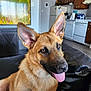 Jennifer Check is registered to the contest to win money with this photo: animal, appliances, cabinet, canine, couch, dog, domestic_dog, ears_up, floor, german_shepherd, happy, house, indoor, kitchen, leather, living_room, pet, refrigerator, stove, tongue_out