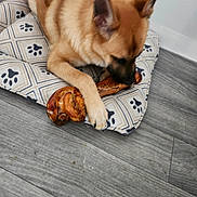 Jennifer Check joined the competition — help win amazing prizes! animal, bone, chewing, closeup, comfort, cushion, dog, ear, floor, fur, home, indoor, pattern, paw, pet, red_pillow, resting, snout, toy, wood_floor