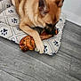 animal, bone, chewing, closeup, comfort, cushion, dog, ear, floor, fur, home, indoor, pattern, paw, pet, red_pillow, resting, snout, toy, wood_floor