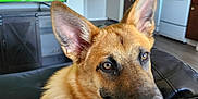 Jennifer Check is registered to the contest to win money with this photo: appliance, black_leather, canine, couch, dog, ears, eyes, fur, german_shepherd, happy, home, indoor, kitchen, living_room, nose, pet, refrigerator, stove, television, tongue_out