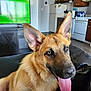 appliance, black_leather, canine, couch, dog, ears, eyes, fur, german_shepherd, happy, home, indoor, kitchen, living_room, nose, pet, refrigerator, stove, television, tongue_out
