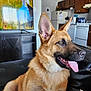 Jennifer Check joined the competition — help win amazing prizes! appliances, canine, couch, cozy, dog, ears, fur, furniture, german_shepherd, happy, home, indoor, kitchen, living_room, pet, smiling, television, tongue, tongue_out, wooden_cabinets