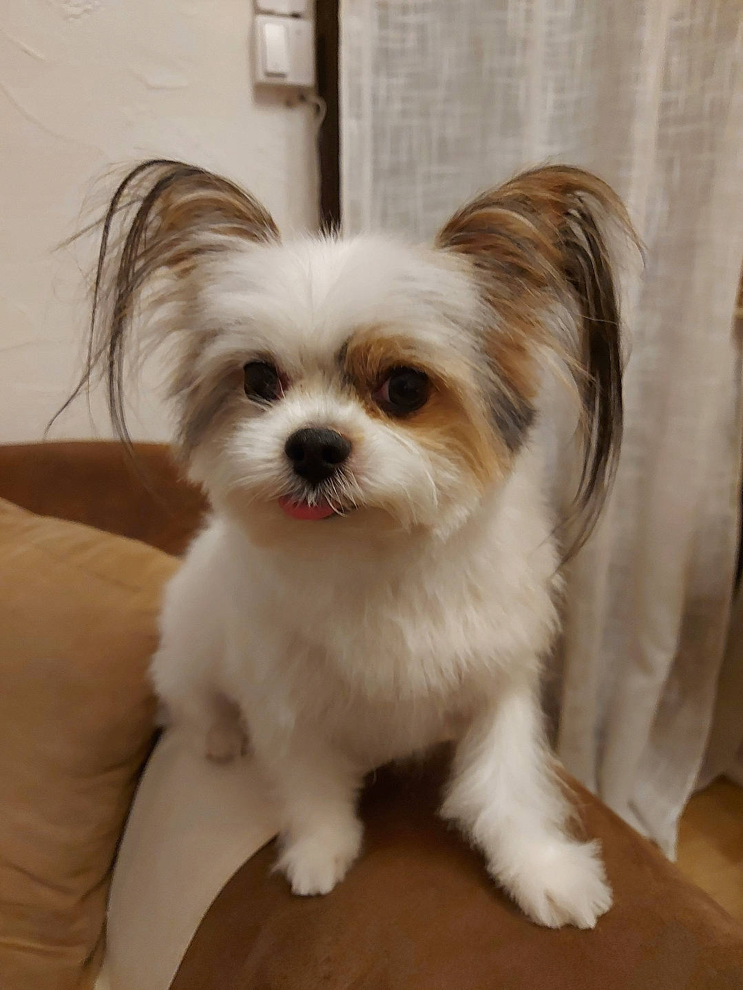 Douky a rejoint le concours — aidez-le/la à gagner de superbes lots ! biewer_terrier, canidae, carnivore, companion_dog, dog, dog_breed, dog_supply, fawn, fur, liver, maltepoo, papillon, small_terrier, snout, sporting_group, terrestrial_animal, terrier, toy_dog, whiskers, working_animal