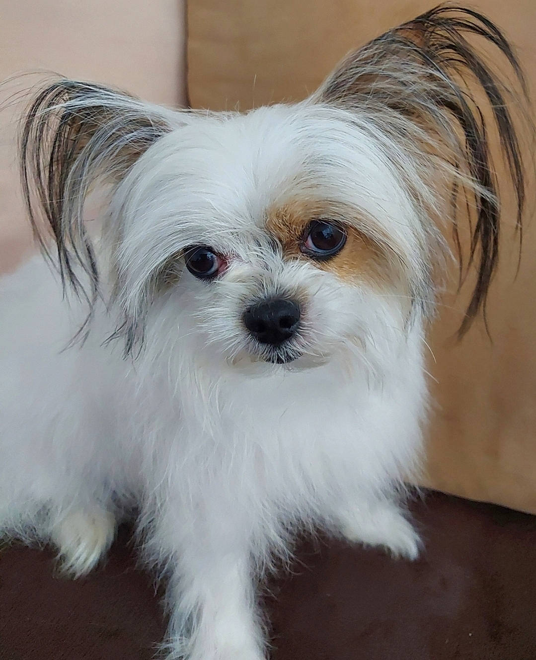 Douky a rejoint le concours — aidez-le/la à gagner de superbes lots ! biewer_terrier, canidae, carnivore, companion_dog, dog, dog_breed, dog_supply, ear, fur, maltepoo, non_sporting_group, pet_supply, small_terrier, snout, sporting_group, terrestrial_animal, toy_dog, whiskers, working_animal