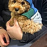 Moose joined the competition — help win amazing prizes! puppy, dog, curly_hair, small_dog, hood, clothing, blue, green, gray, brown_fur, pet, animal, being_held, person, hands, portrait, indoor, close_up, fashionable, cute