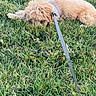 Moose is registered to the contest to win money with this photo: dog, small_dog, fluffy, tan_fur, grass, lawn, outdoor, lying_down, resting, leash, harness, pet, animal, long_hair, shaggy, greenery, park, daylight, relaxed, playful