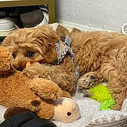 Moose is registered to the contest to win money with this photo: dog, dogs, puppy, fluffy, golden, brown, curly_coat, sleeping, lying_down, plush_toy, teddy_bear, ball, pet, harness, indoor, blanket, shelf, shoes, playful, cuddling