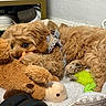dog, dogs, puppy, fluffy, golden, brown, curly_coat, sleeping, lying_down, plush_toy, teddy_bear, ball, pet, harness, indoor, blanket, shelf, shoes, playful, cuddling