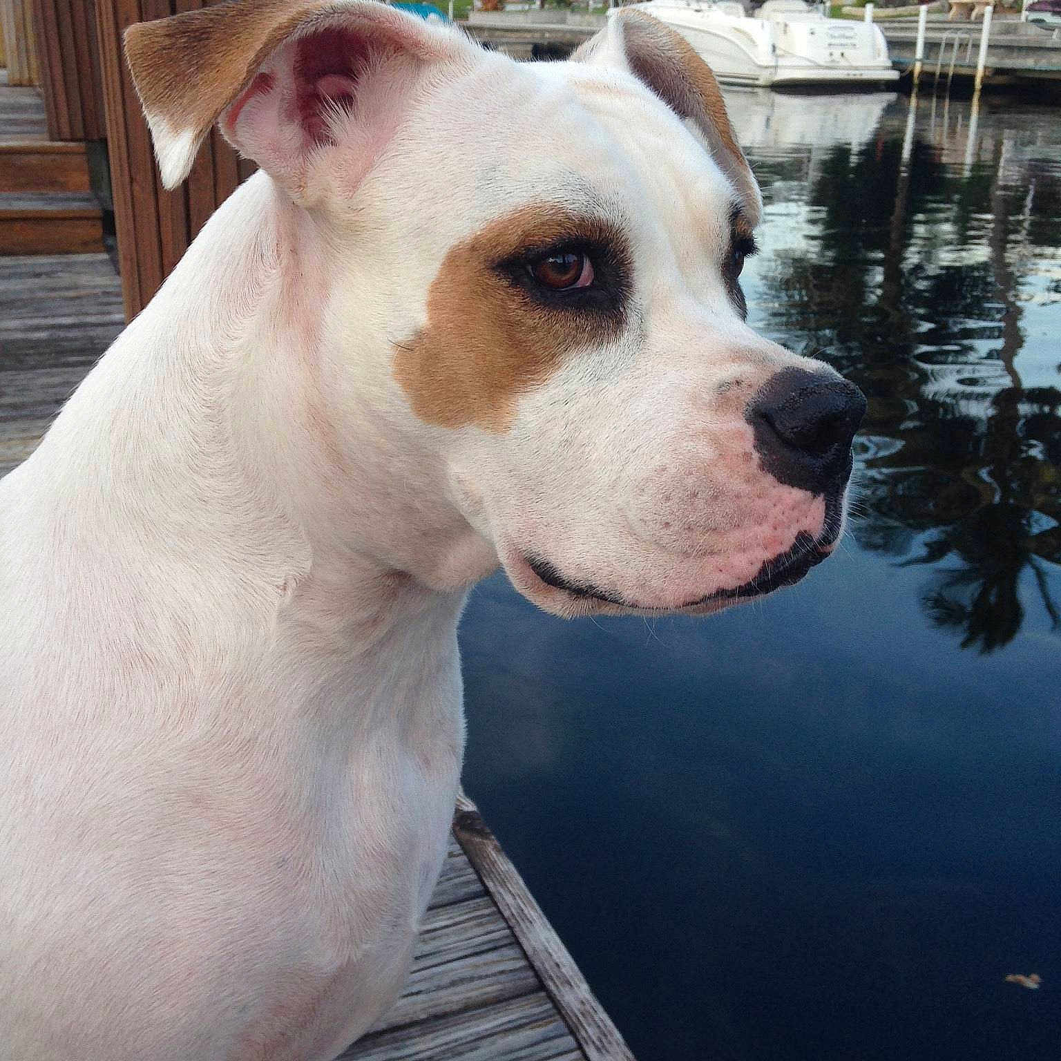 Bess