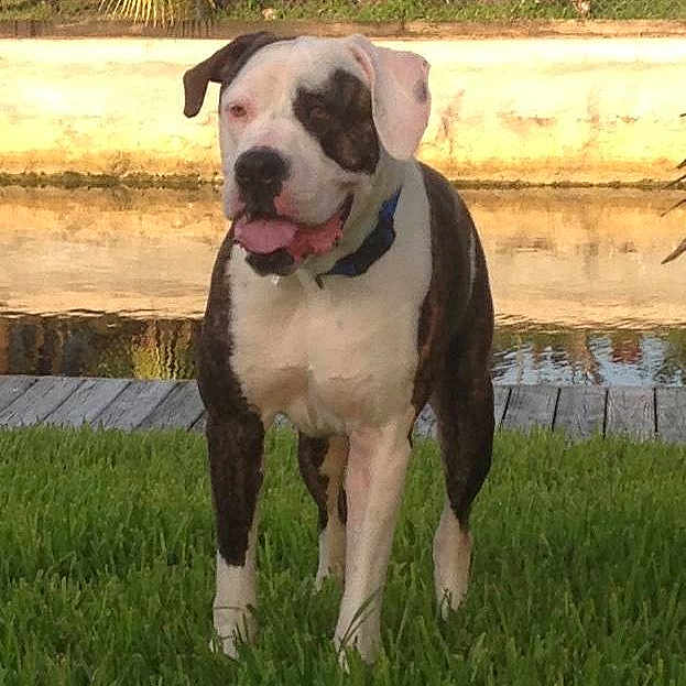 Bleu