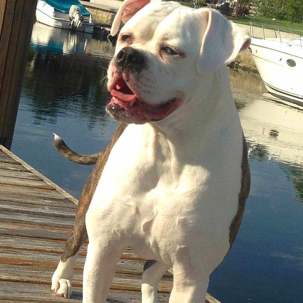 Belle