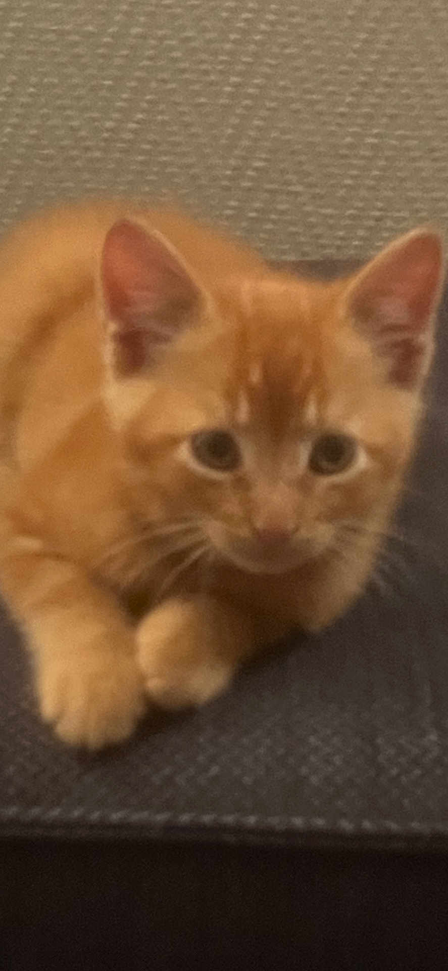 Marcel participe au concours pour gagner de l'argent avec cette photo : cat, kitten, orange_tabby, pet, animal, cute, lying_down, ears, whiskers, curious, feline, young, indoor, texture, blurred, closeup, resting, soft_fur, small, domestic_animal
