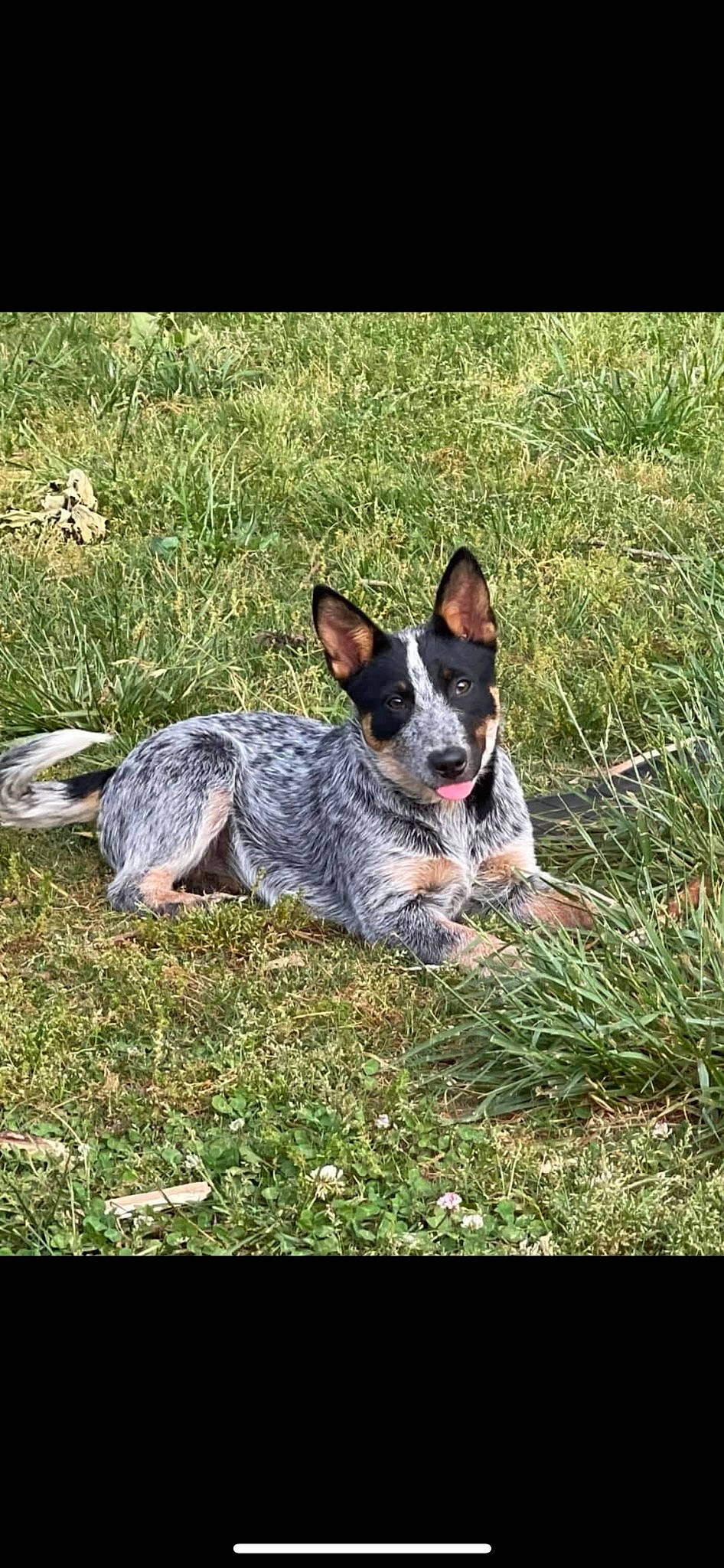 Rainee joined the competition — help win amazing prizes! art, australian_cattle_dog, canidae, carnivore, companion_dog, dog, dog_breed, fawn, grass, herding_dog, plant, recipe, snout, sporting_group, tail, terrestrial_animal, terrier, whiskers, working_animal, working_dog