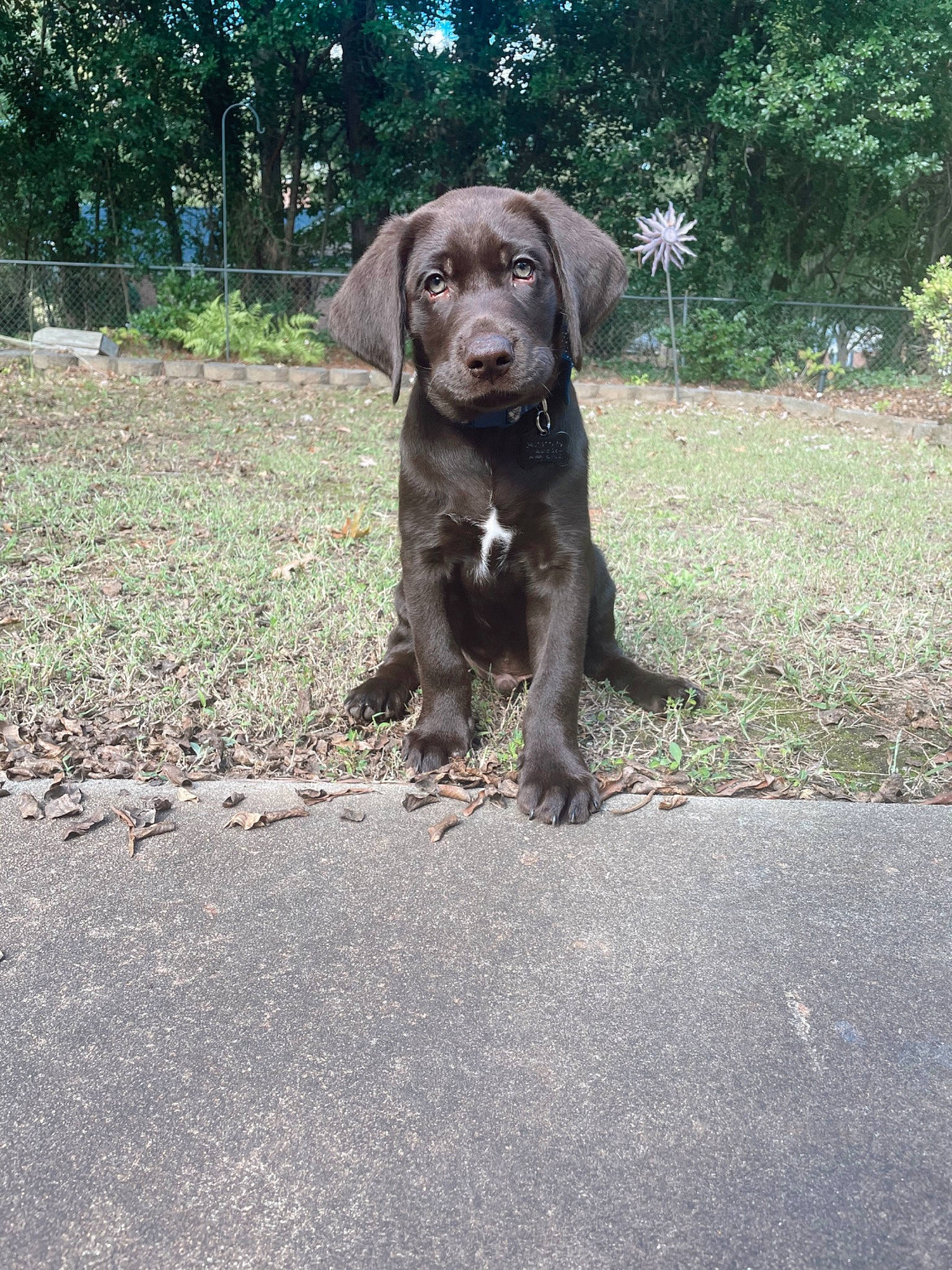 Boston joined the competition — help win amazing prizes! borador, carnivore, companion_dog, dog, dog_breed, dog_collar, fawn, grass, gun_dog, labrador_retriever, liver, plant, pointing_breed, retriever, road_surface, sporting_group, tail, terrestrial_animal, tree, working_animal