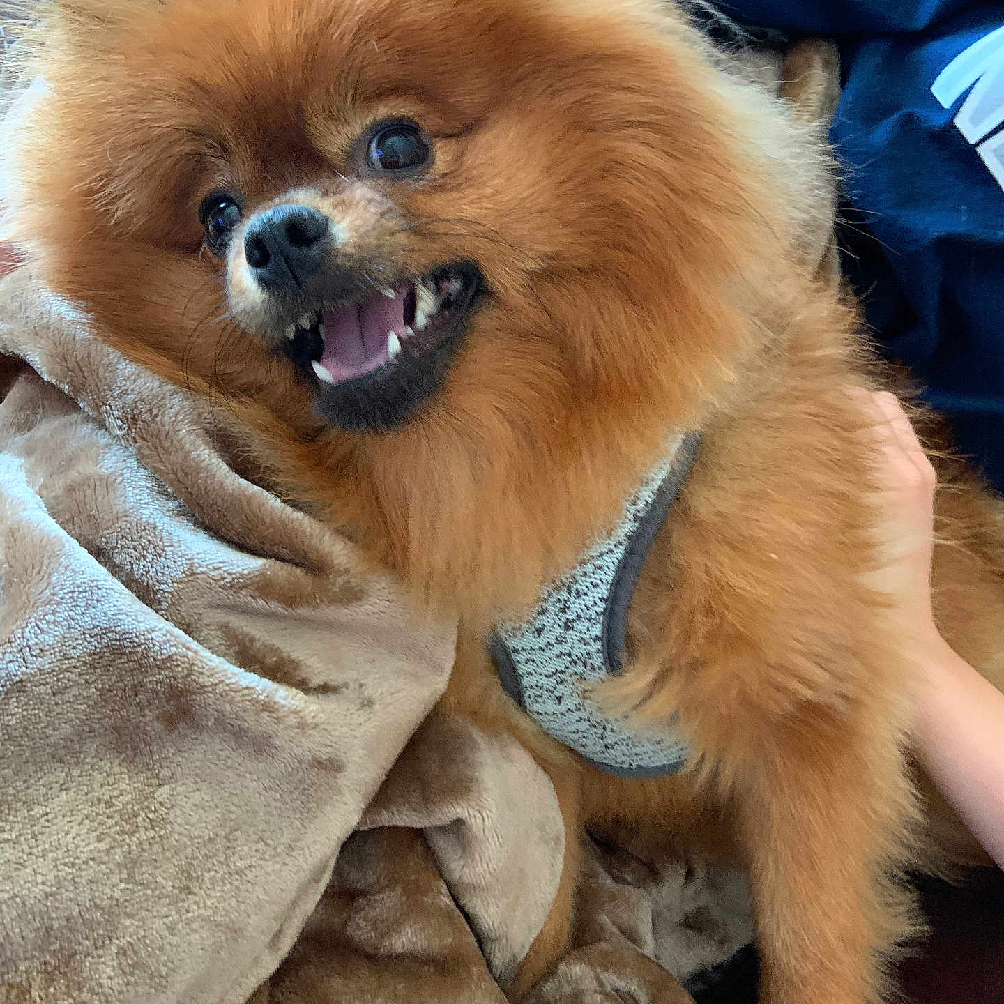 Callie is registered to the contest to win money with this photo: animal, blanket, brown_fur, canine, closeup, comfort, couch, cozy, dog, expression, fluffy, fur, hand, harness, indoor, person, pet, playful, pomeranian, smiling