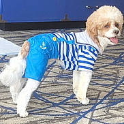 Kingston is registered to the contest to win money with this photo: dog, pet, clothing, outfit, blue_shorts, striped_shirt, carpet, indoor, happy, tongue_out, fluffy, brown_and_white, cabinet, furniture, patterned_carpet, standing, looking_back, cute, small_dog, poodle_mix