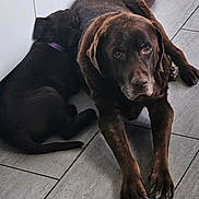 Akira participe au concours pour gagner de l'argent avec cette photo : animal, brown_fur, cabinet, canine, chocolate_brown, companion, dog, domestic_animal, floor, home, indoor, kitchen, lying_down, pet, quiet, relaxed, resting, snuggling, tile_floor, two_dogs