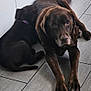 animal, brown_fur, cabinet, canine, chocolate_brown, companion, dog, domestic_animal, floor, home, indoor, kitchen, lying_down, pet, quiet, relaxed, resting, snuggling, tile_floor, two_dogs