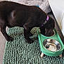 Akira participe au concours pour gagner de l'argent avec cette photo : animal, brown, canine, chocolate_labrador, collar, dog, dog_food, domestic_animal, feeding_bowl, flooring, fur, green, indoor, pet_bed, pet_feeding_station, puppy, rug, side_view, tile_floor, young_dog