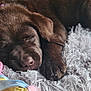 animal, brown, closeup, cozy, cute, dog, fluffy_rug, indoor, napping, nose, paw, pet, pink_teether, puppy, resting, sleeping, soft_texture, striped_ball, toy, young_dog